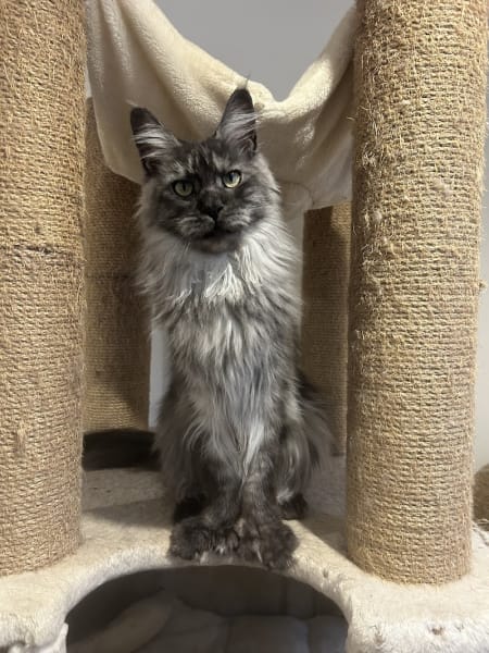 Chatterie Les Lynx du Mistral — photo
