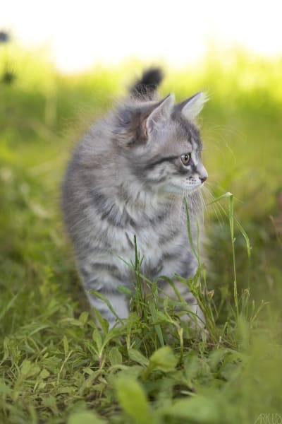 Élevage chats Sibérien Clos de Soliman et Pension Féline — photo