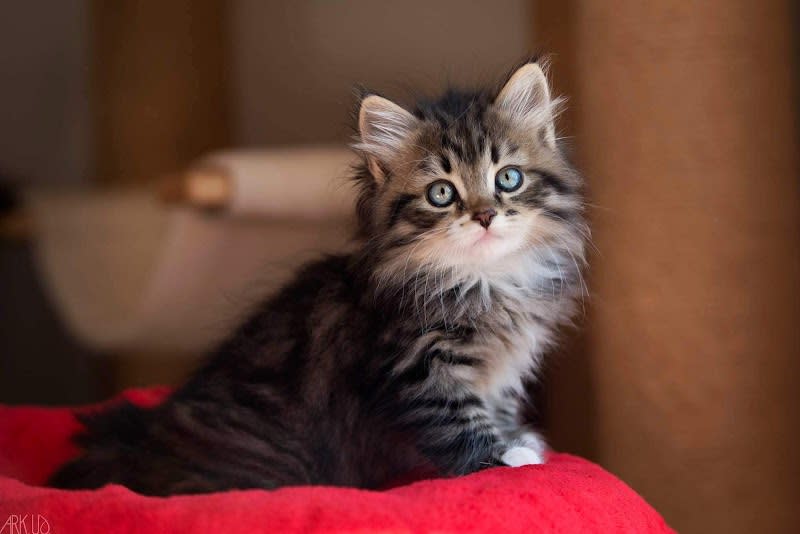 Élevage chats Sibérien Clos de Soliman et Pension Féline — photo