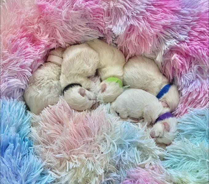 Chatterie Love Queen Dolls - Élevage familial de chats Ragdoll — photo