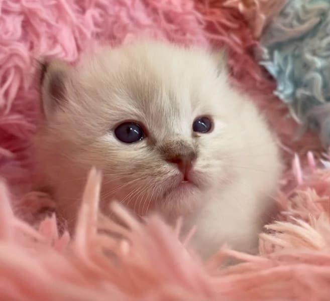 Chatterie Love Queen Dolls - Élevage familial de chats Ragdoll — photo