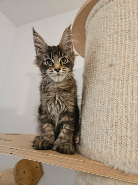 Chatterie Maine Coon Little Legend — photo