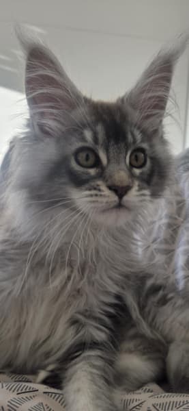 Chatterie Maine Coon Little Legend — photo