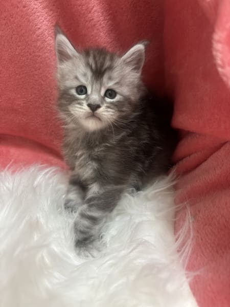 Chatterie jonoxie Bouches-du-Rhônes - Élevage de Maine Coon dans le 13 — photo