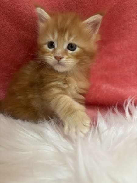 Chatterie jonoxie Bouches-du-Rhônes - Élevage de Maine Coon dans le 13 — photo