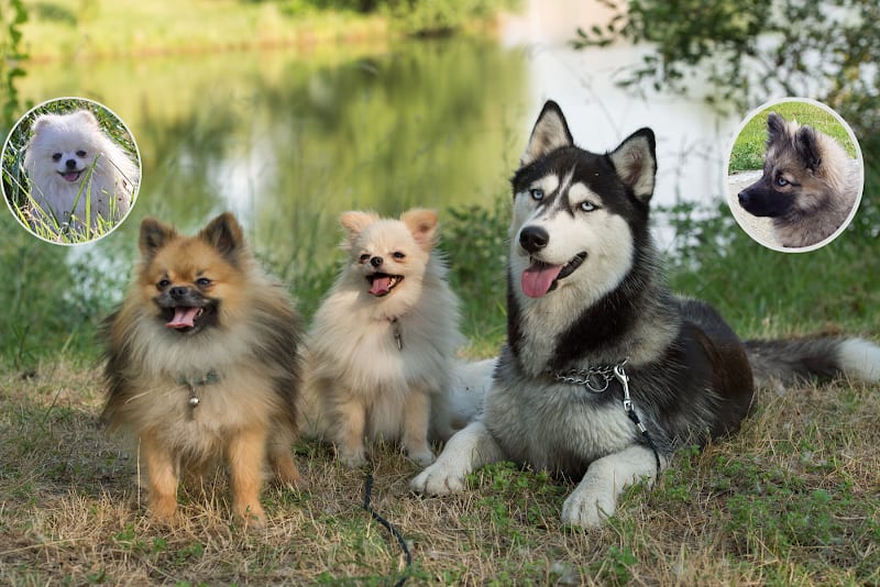 Elevage Pomsky Passion - Sandra David — photo