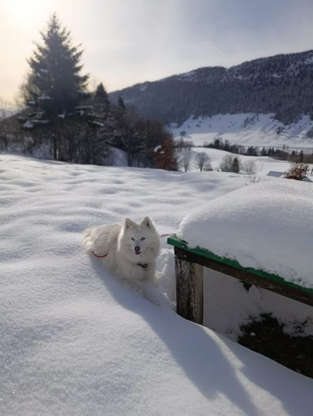 Elevage Pomsky Passion - Sandra David — photo