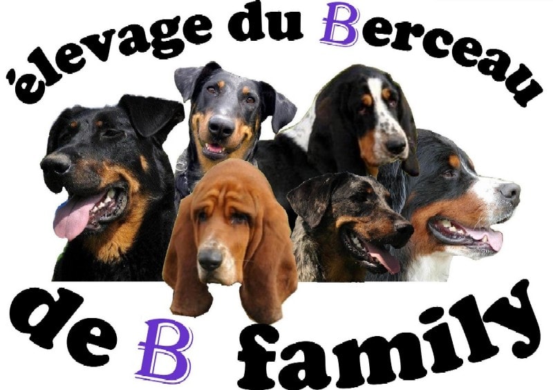 Éleveur basset hound, beauceron, bouvier bernois: Élevage du Berceau de B Family — photo