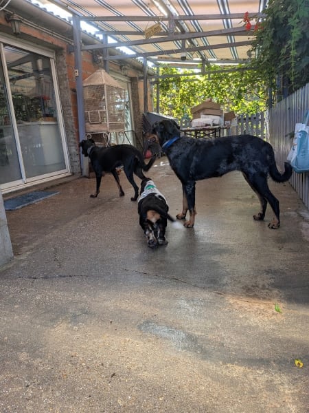 Éleveur basset hound, beauceron, bouvier bernois: Élevage du Berceau de B Family — photo