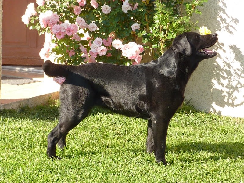 Elevage labradors des Héritiers de Pitch — photo