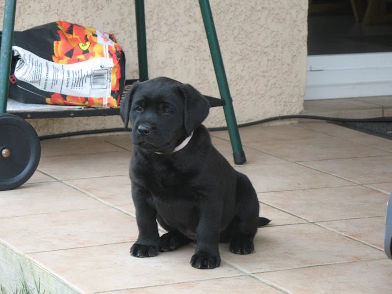 Elevage labradors des Héritiers de Pitch — photo