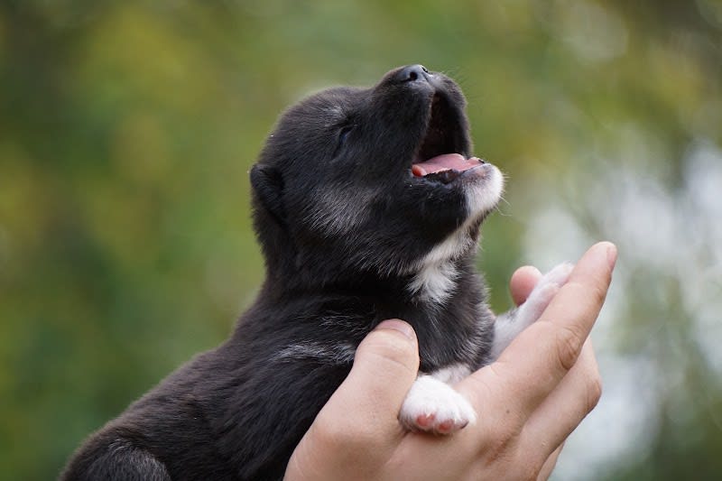 Élevage Husky de Sibérie LOF, des Étoiles des Glaciers — photo
