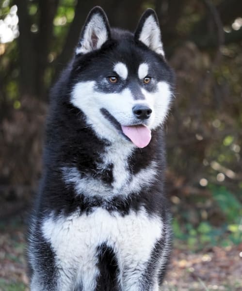 Élevage Husky de Sibérie LOF, des Étoiles des Glaciers — photo