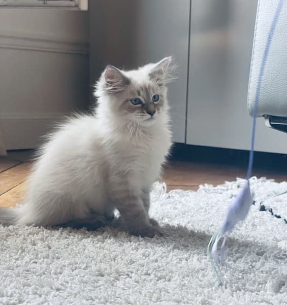 Chatterie Ô COEUR SIBERIEN — photo