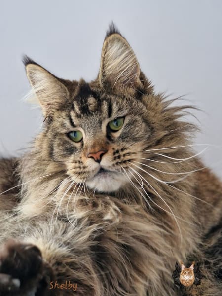 Chatterie l'étoile d'aslan , élevage de Maine Coon toulouse occitanie — photo