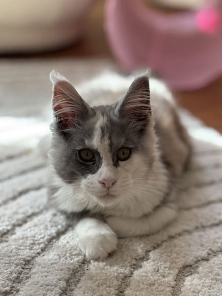 Chatterie l'étoile d'aslan , élevage de Maine Coon toulouse occitanie — photo