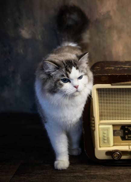 Chatterie des vents d'automne — photo