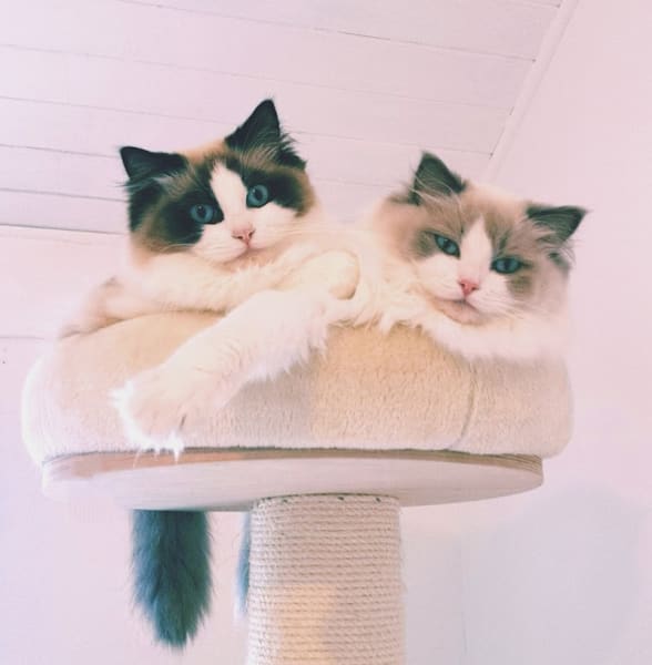 Chatterie du Domaine Tolosa (Ragdoll) — photo