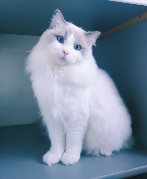 Chatterie du Domaine Tolosa (Ragdoll) — photo