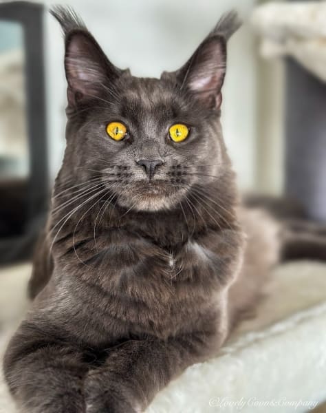 LOVELYCOON & COMPANY - Élevage de Maine Coon LOOF proche de Toulouse — photo