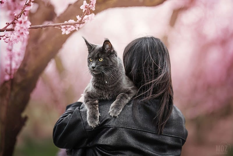 LOVELYCOON & COMPANY - Élevage de Maine Coon LOOF proche de Toulouse — photo