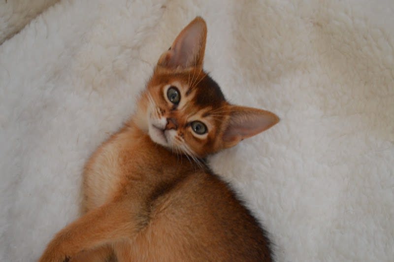 éleveur chat abyssin : chatterie les abyssins du pont douilly — photo