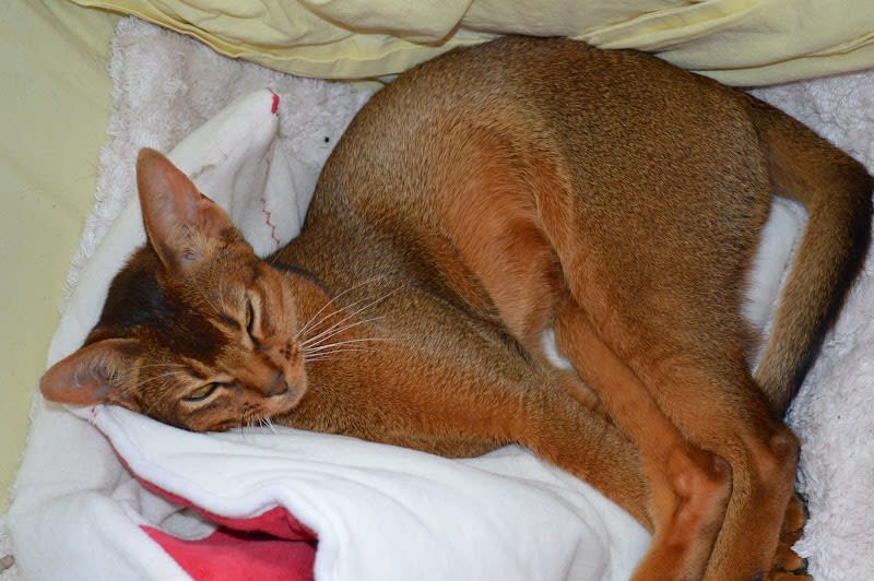éleveur chat abyssin : chatterie les abyssins du pont douilly — photo