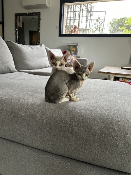 Chatterie de Berkana-Dagaz — photo