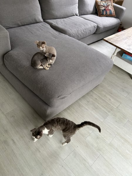 Chatterie de Berkana-Dagaz — photo