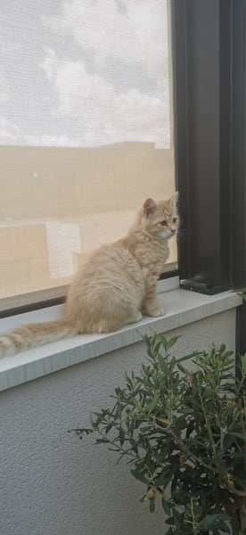 Chatterie de l'âme slave — photo