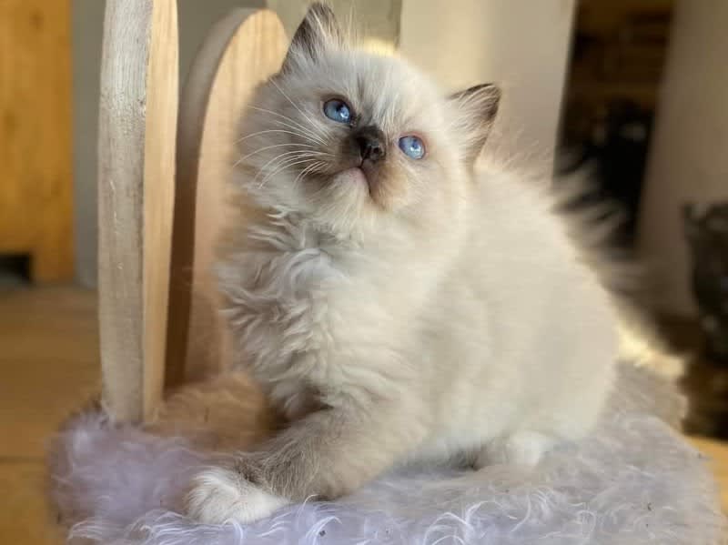 Elevage de Ragdoll du domaine d'Helipon : chatons ragdoll Toulouse (Haute-Garonne) — photo