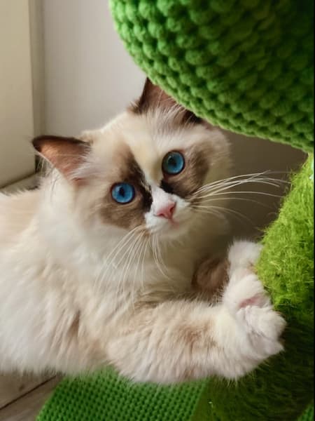 Elevage de Ragdoll du domaine d'Helipon : chatons ragdoll Toulouse (Haute-Garonne) — photo