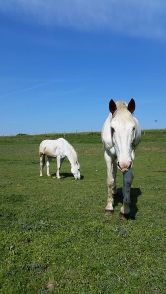 Association Cheval Garonne — photo