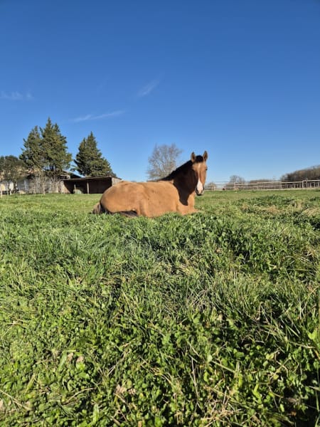 Elevage d'Amaria, chevaux lusitaniens — photo