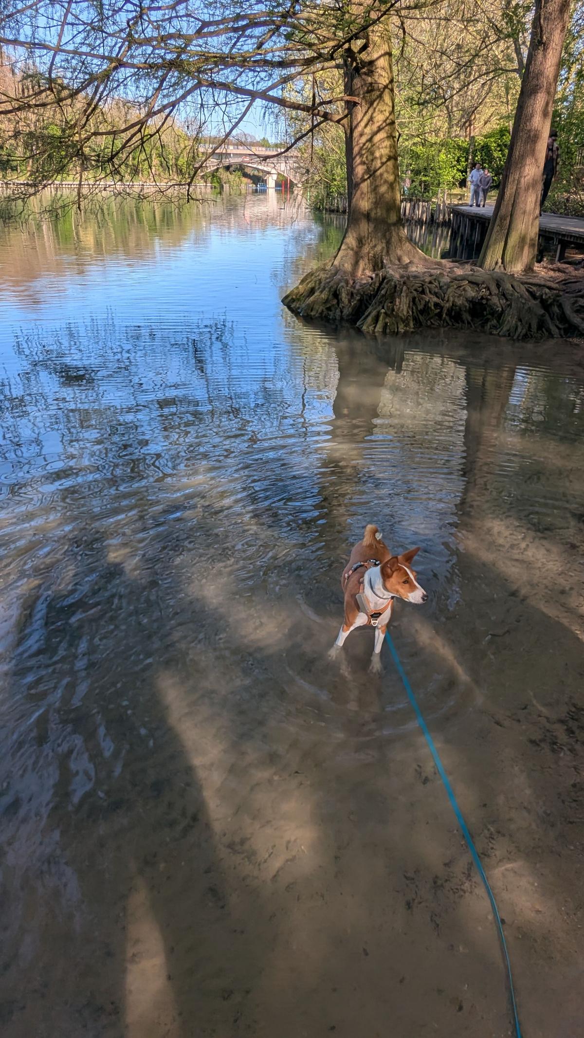 La piscine des chiens — photo