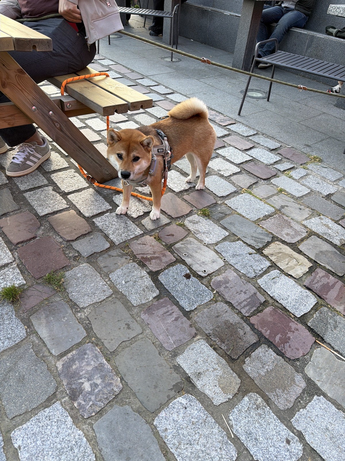 Kermes — photo