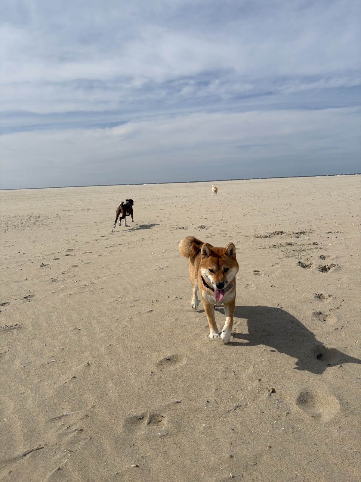 Strand Ouddorp — photo
