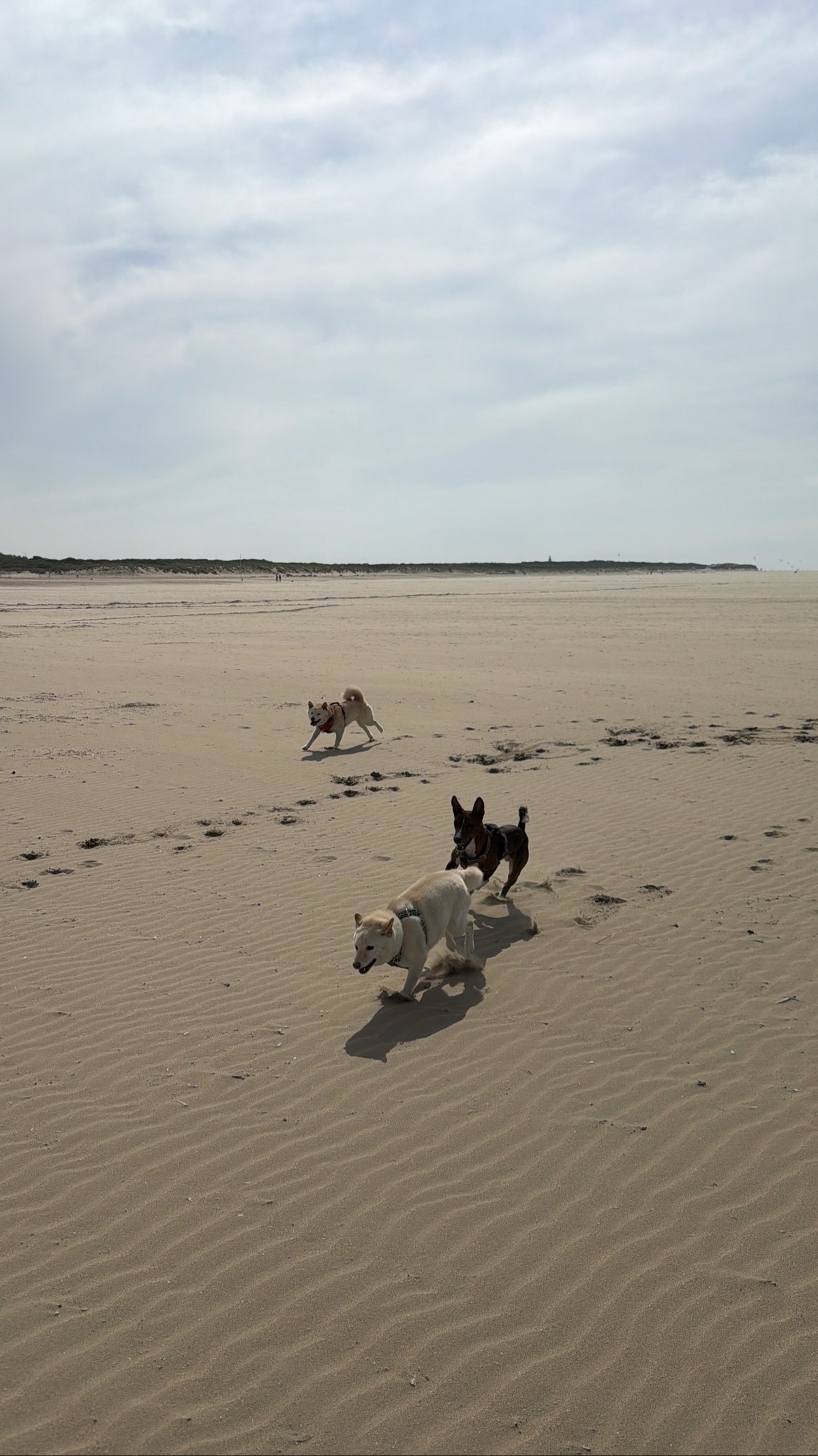 Strand Ouddorp — photo