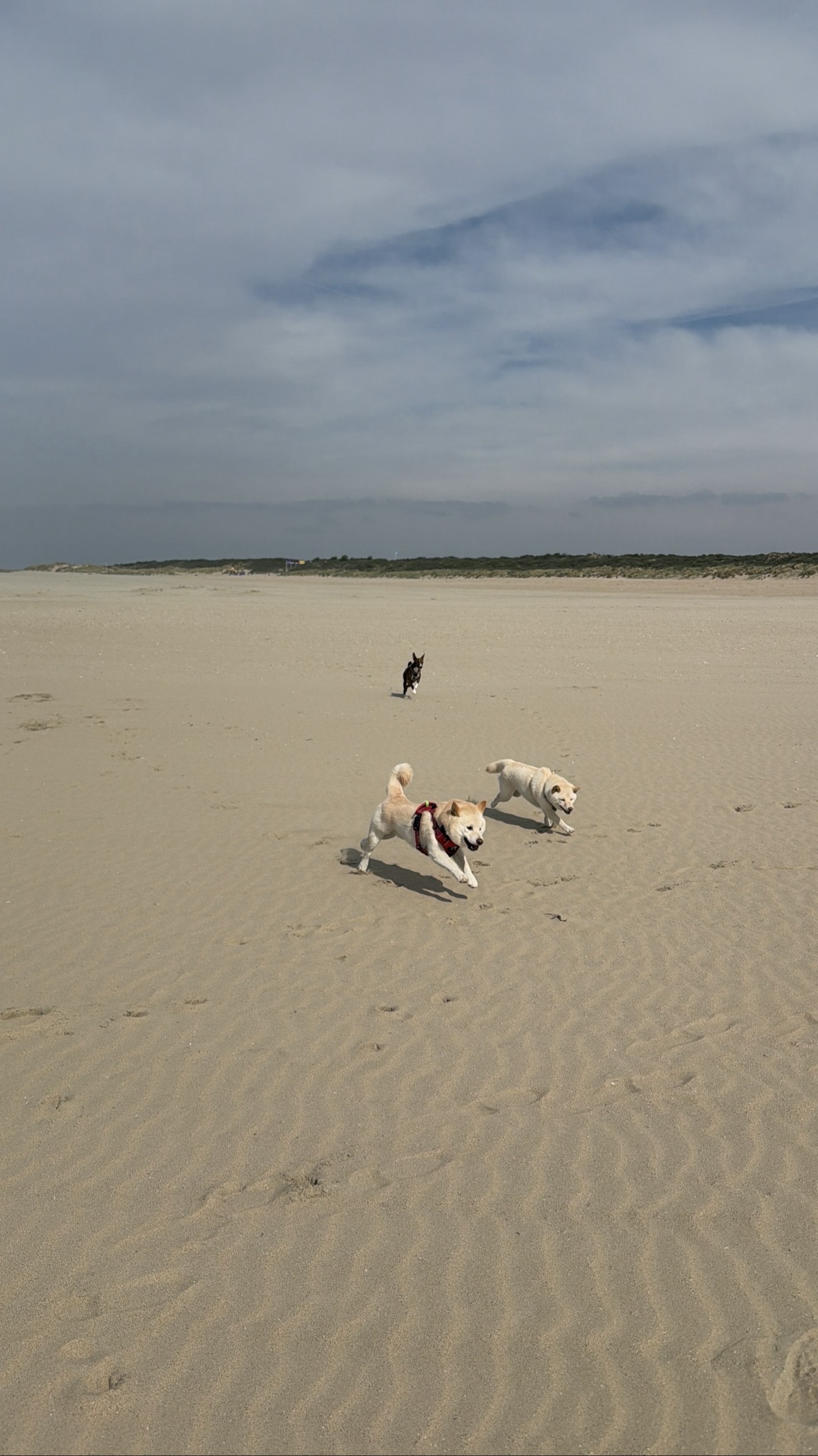 Strand Ouddorp — photo