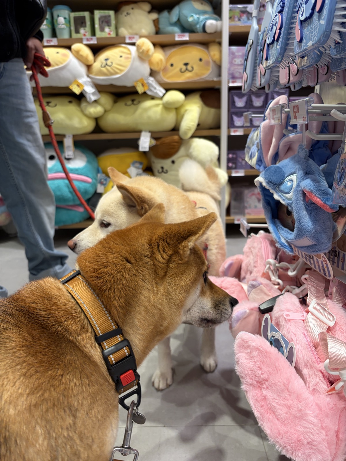 Miniso — photo