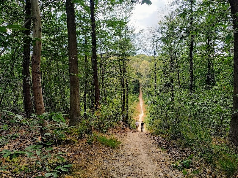 Forêt de Montmorency — photo