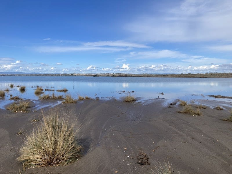 Plage pour chiens Portiragnes — photo