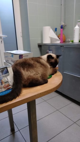 Veterinary Clinic San Rocco, Como — photo