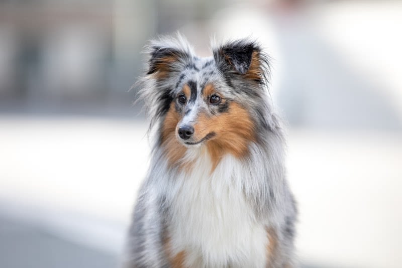 Centrale Canine - Musée du Chien — photo