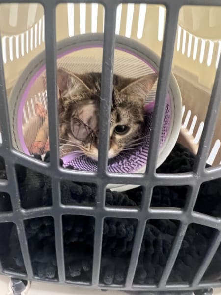Selarl Veterinaire Du Parc — photo