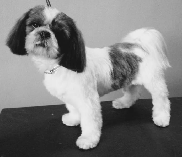 DOG CITY — photo