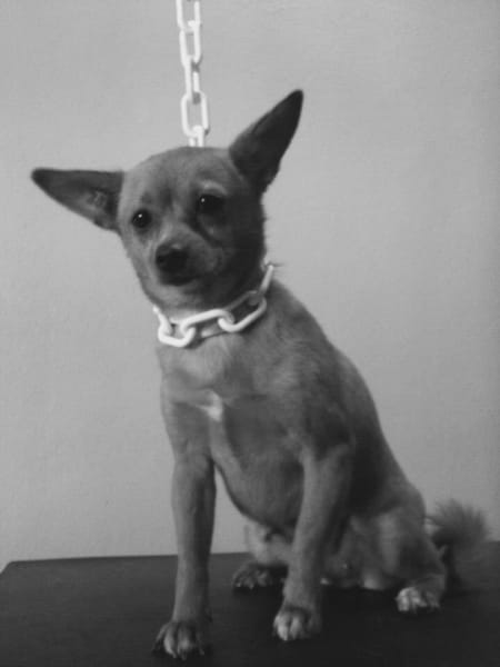 DOG CITY — photo