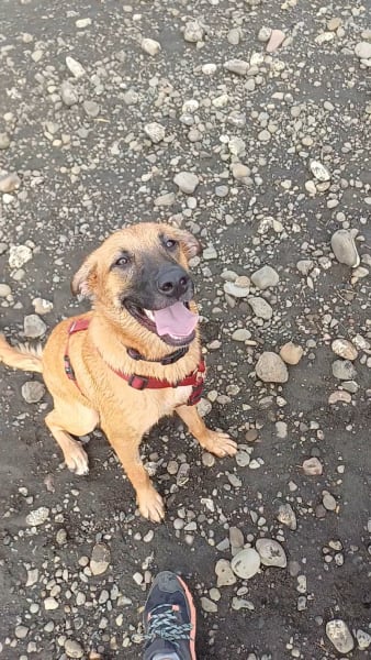 Click Attitude Education Canine — photo