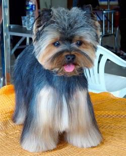 Les Chiens De Caroline — photo
