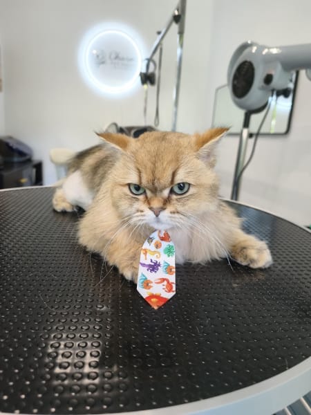 Charm Pet Salon Grooming — photo